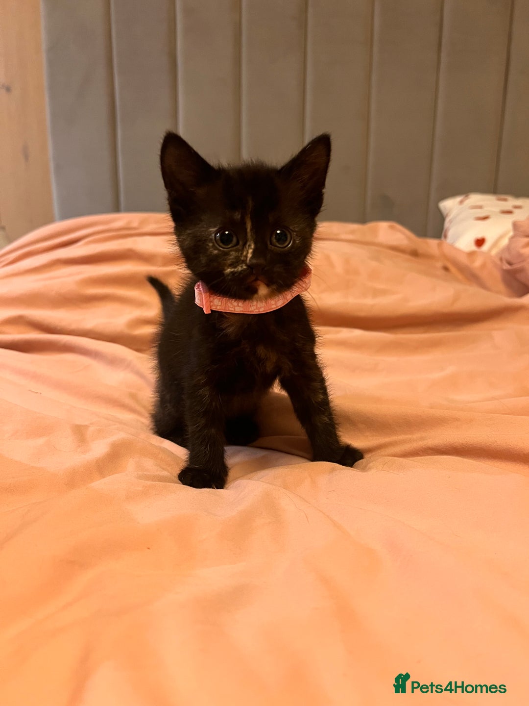 Domestic Shorthair cats for sale: Adorable Tortoiseshell Kittens - Image 18