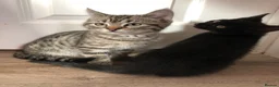 Mixed Breed cats for sale: Kittens - Advert 3