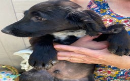 Sprocker dogs for sale: Beautiful sprocker spanials  - Image 10
