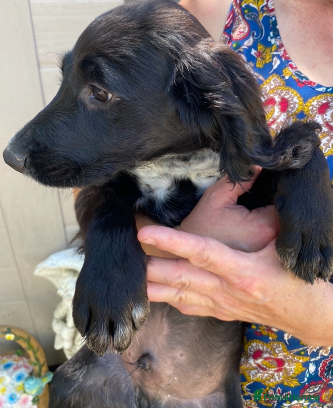 Sprocker dogs for sale: Beautiful sprocker spanials  - Image 10