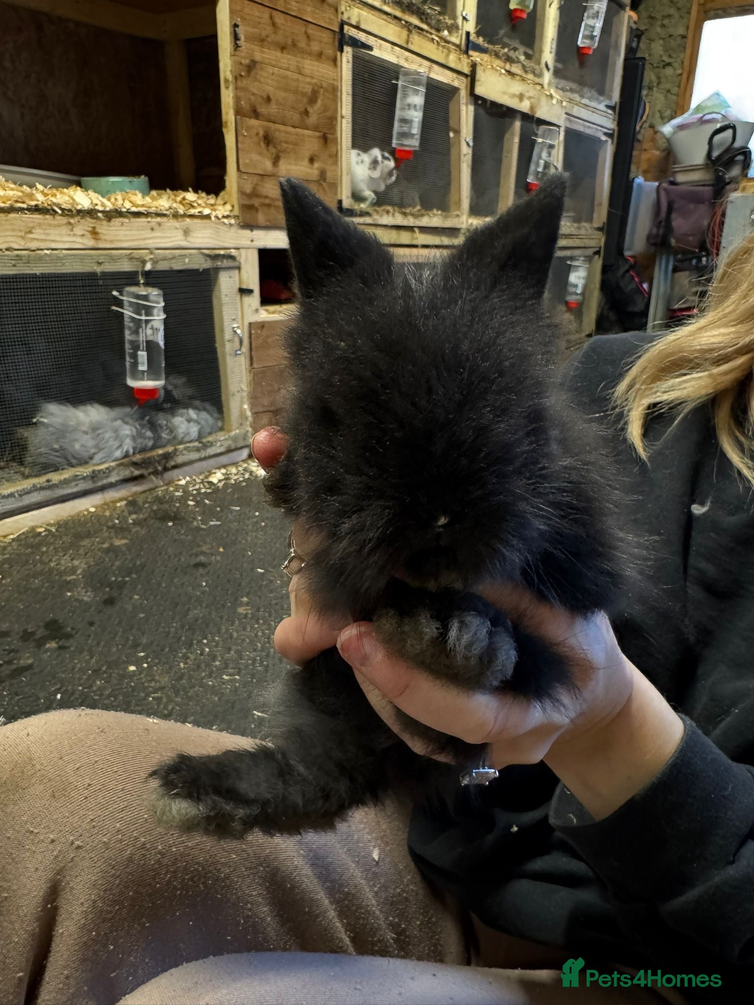 Mixed Breed rabbits Double Mained Lionhead. • 4kits ready to reserve  - Advert 1