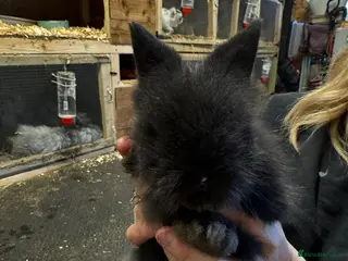 Mixed Breed rabbits Double Mained Lionhead. • 4kits ready to reserve - Advert 1