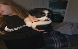Border Collie dogs for sale: Border collie pups  - Image 6