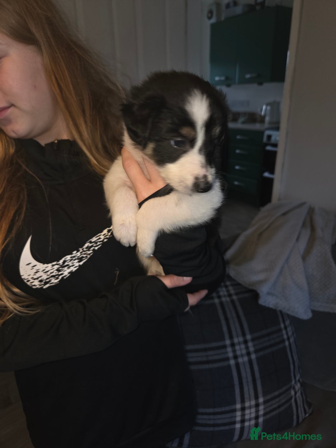 Border Collie dogs for sale: Border collie pups  - Image 6