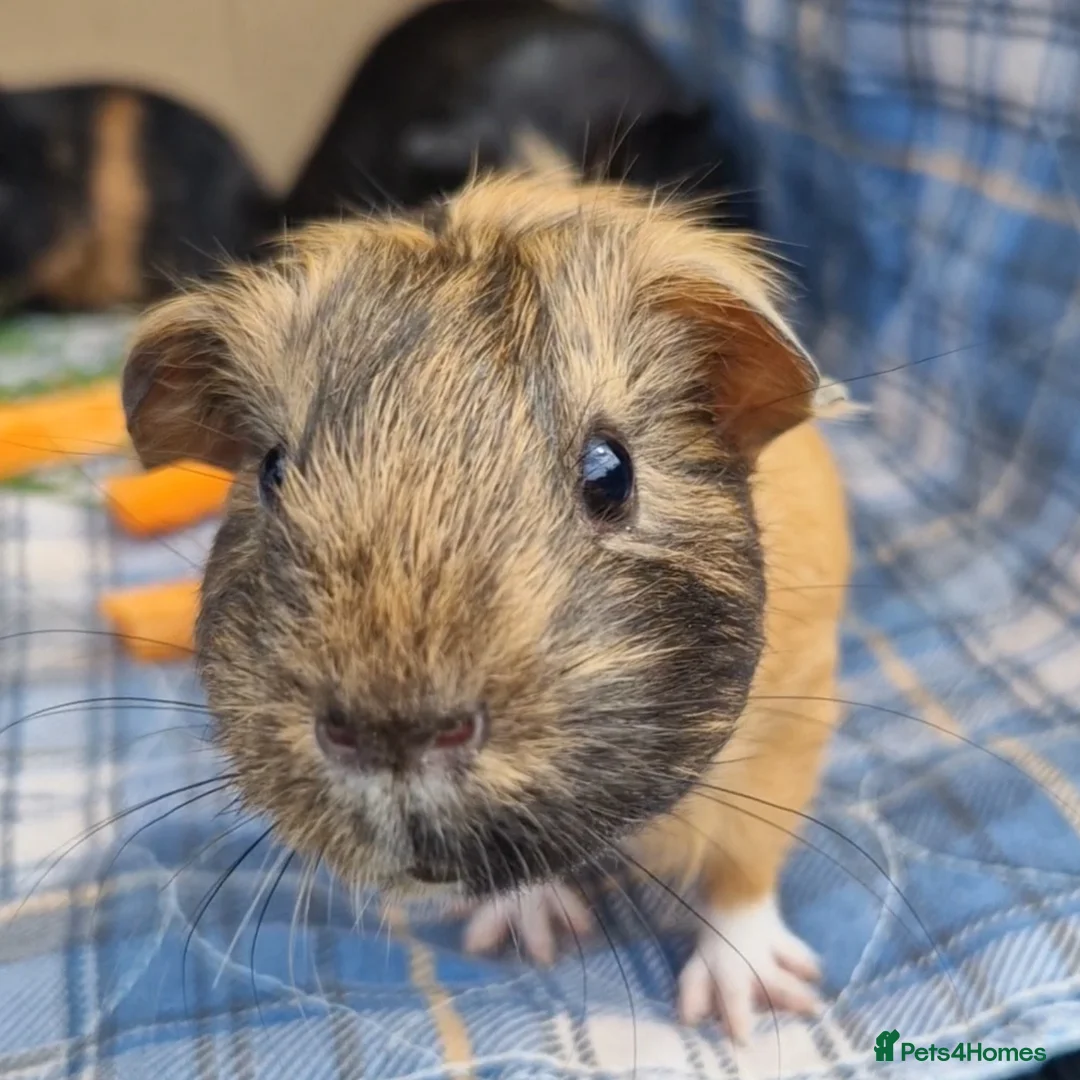 Guinea Pig rodents for sale: Beautiful smooth coat American breed - Image 8