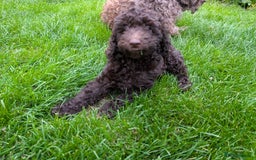 Labradoodle dogs for sale: 🐾Stunning Mini Labradoodle F1b Pups DNA Check🐾  - Image 7
