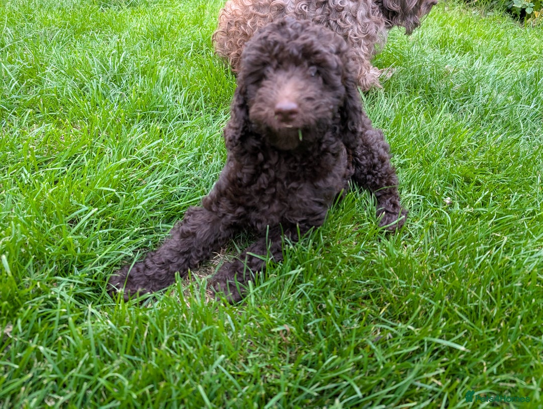 Labradoodle dogs for sale: 🐾Stunning Mini Labradoodle F1b Pups DNA Check🐾  - Image 7
