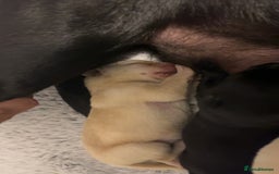 Labrador Retriever dogs for sale: Most beautiful litter of Labradors  - Image 17