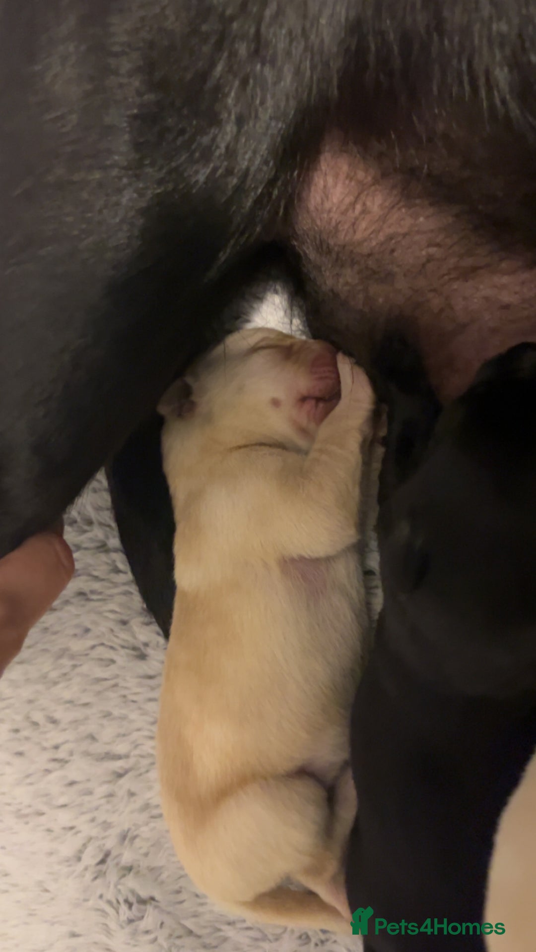 Labrador Retriever dogs for sale: Most beautiful litter of Labradors  - Image 17