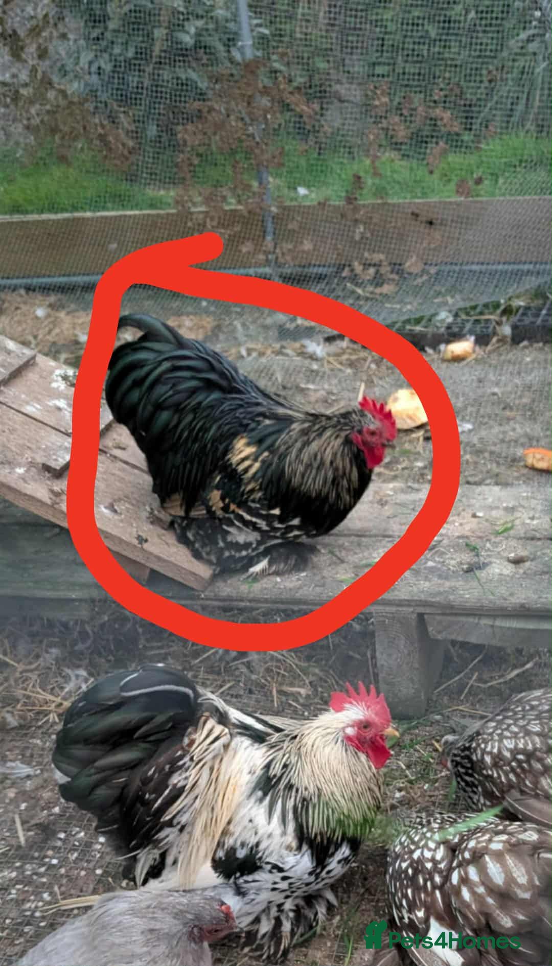 Chickens poultry for sale: Pekin bantams - Image 2