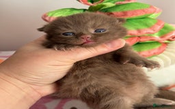 British Shorthair cats for sale: 🧶🍩Chocolate BSH boys ⭐️💎GCCF reg  - Image 9