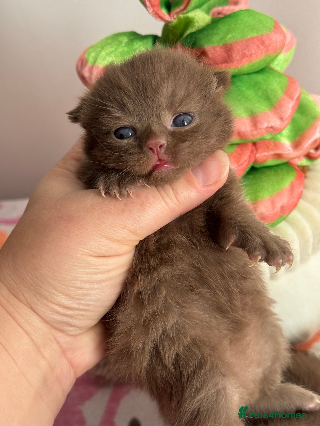 British Shorthair cats for sale: 🧶🍩Chocolate BSH boys ⭐️💎GCCF reg  - Image 9