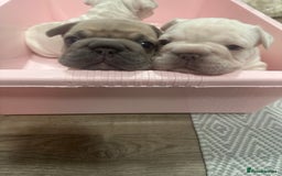French Bulldog dogs for sale: Platinum  **  French bulldog female  - Image 3