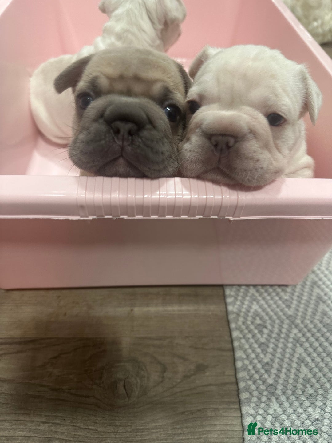 French Bulldog dogs for sale: Platinum  **  French bulldog female  - Image 3