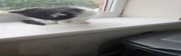 British Longhair cats for sale: 6 Longhaired Kittens White/Black/Tuxedo Mixed etc. - Advert 15