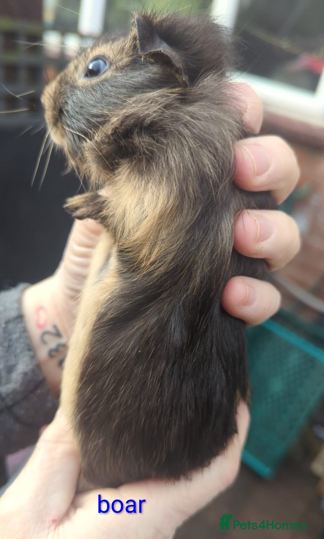 Guinea Pig rodents for sale: Beautiful Baby Guinea Pigs - Advert 2