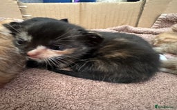 Mixed Breed cats for sale: 3 beautiful playful kittens  - Image 27
