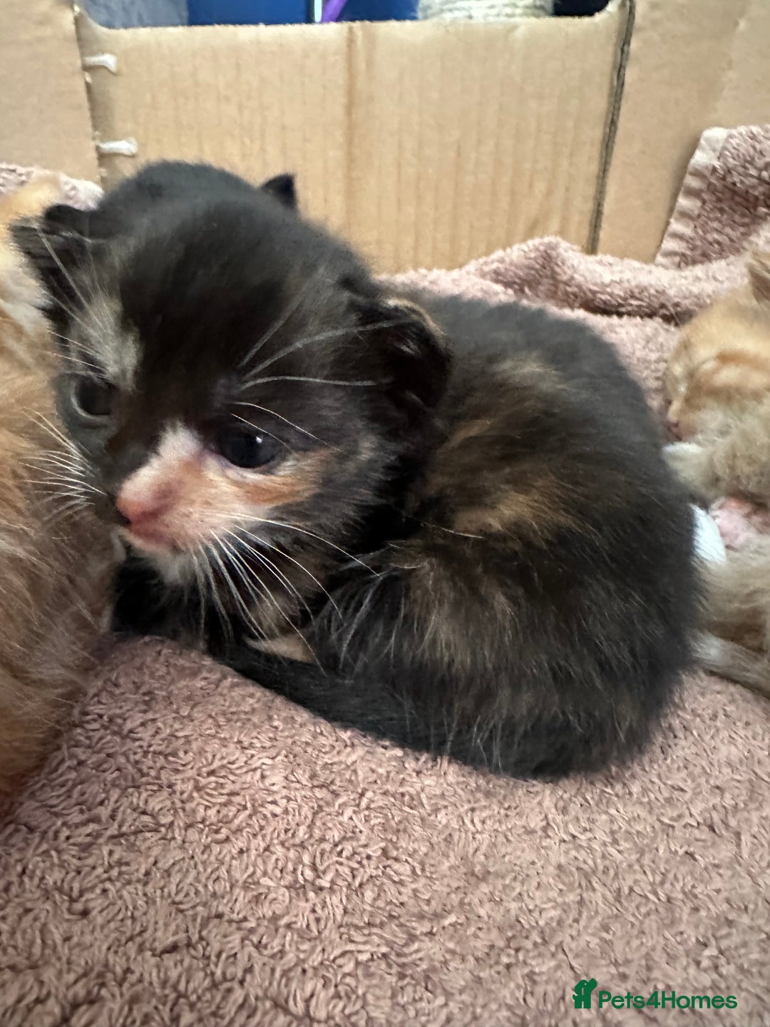 Mixed Breed cats for sale: 3 beautiful playful kittens  - Image 27