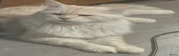 Maine Coon cats for sale: Beautiful tica registered mainecoon babies  - Advert 7