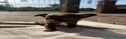 Chihuahua dogs for sale: 3 beautiful KC babies  - Advert 3