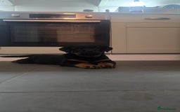 Rottweiler dogs for sale: Pure breed  KING ROTTWEILER (1 female) - Image 10