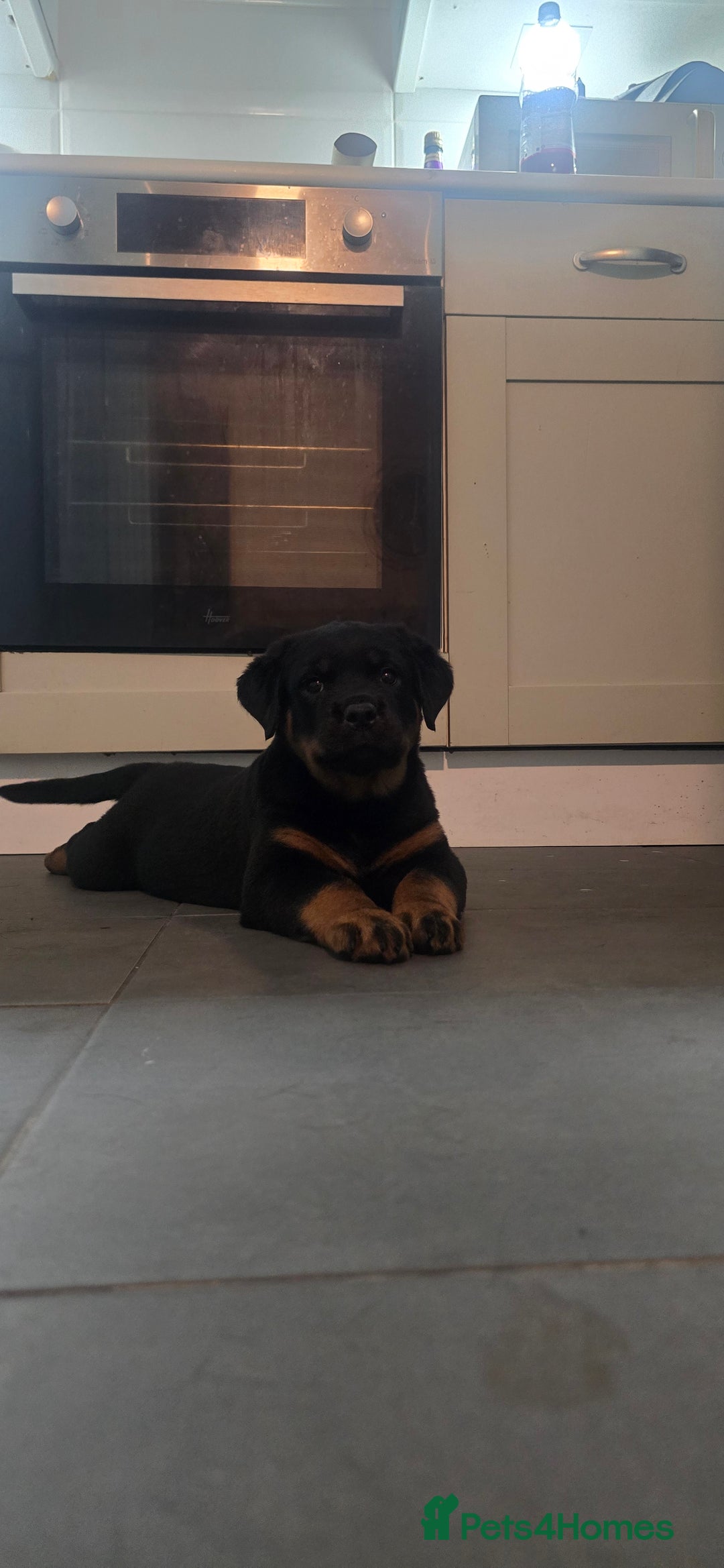 Rottweiler dogs for sale: Pure breed  KING ROTTWEILER (1 female) - Image 10