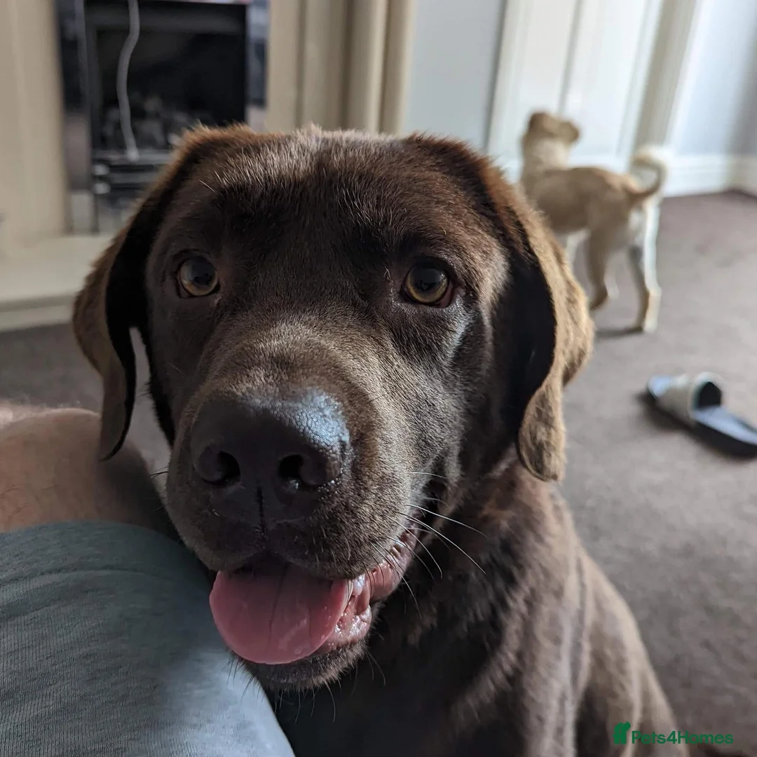 Mixed Breed dogs for sale: Re-homing Labrador and Shih tzu x pug - Advert 7