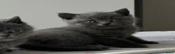 British Shorthair cats for sale: REDUCED BRITISH SHORTHAIRS FOR SALE  - Advert 3