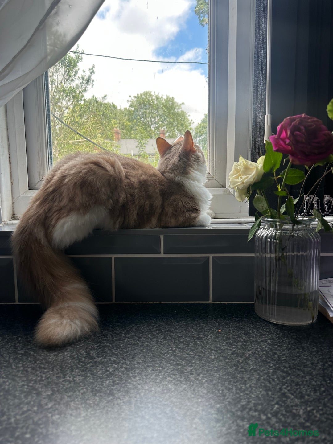 Mixed Breed cats for sale: Beautiful and affectionate 1 year old male - Advert 23