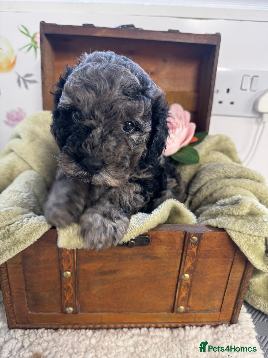 Cavapoochon dogs for sale: F1b Cavapoochon  - Image 9