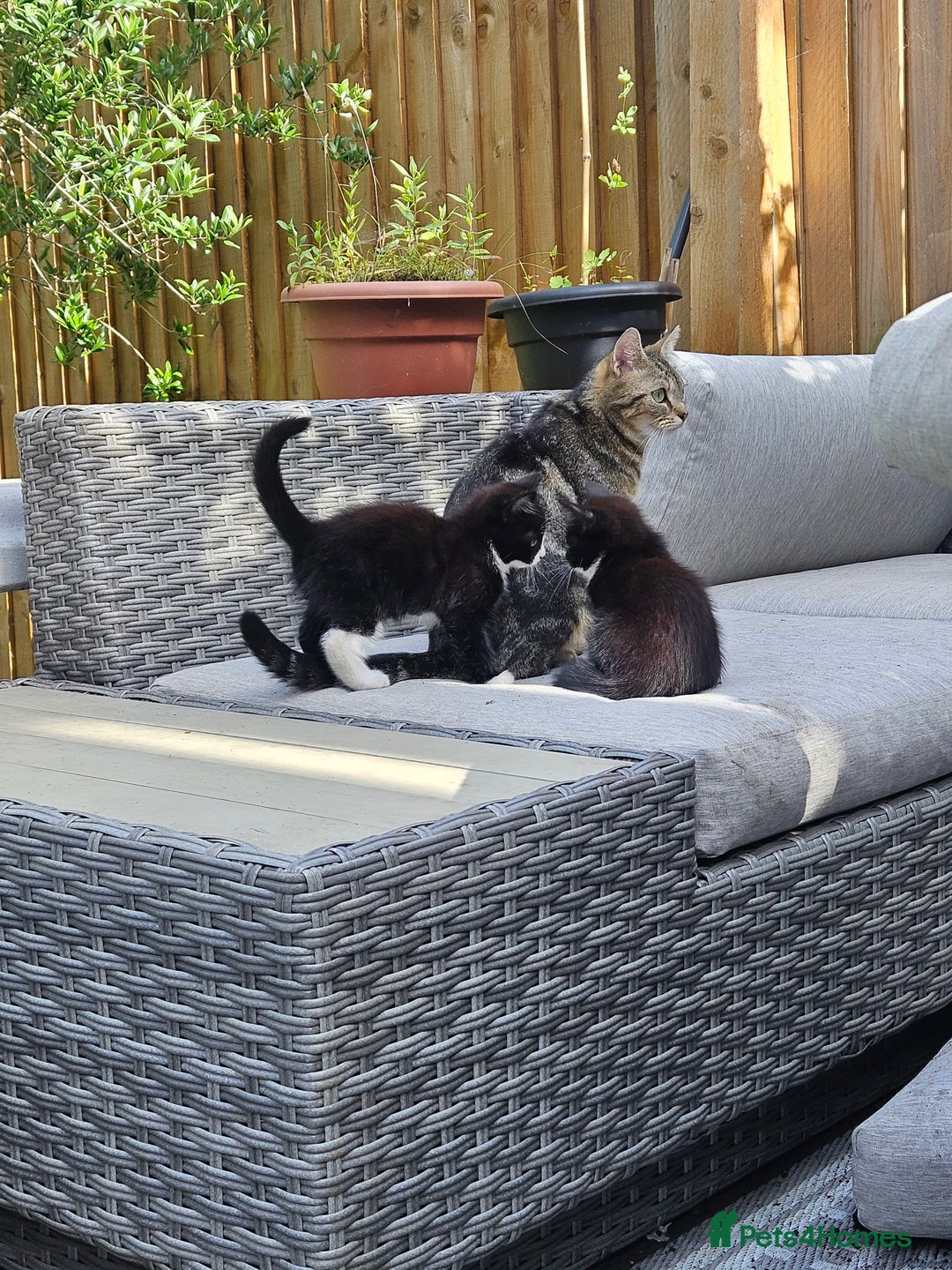 Mixed Breed cats for sale: Beautiful female kitten - Image 3
