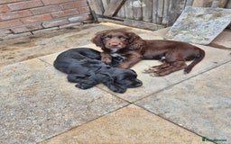 Sprocker dogs for sale: Beautiful sprocker puppies  - Image 6