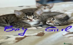 Domestic Shorthair cats for sale: Lovely little tabby kittens - Image 3