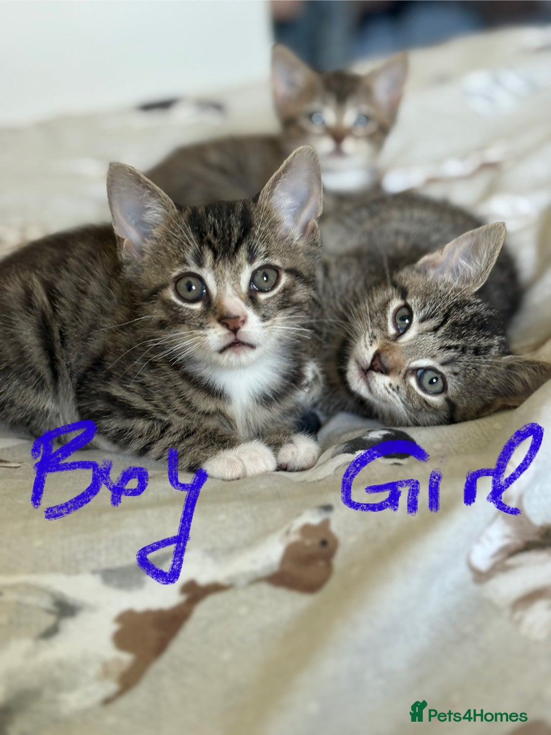 Domestic Shorthair cats for sale: Lovely little tabby kittens - Image 3