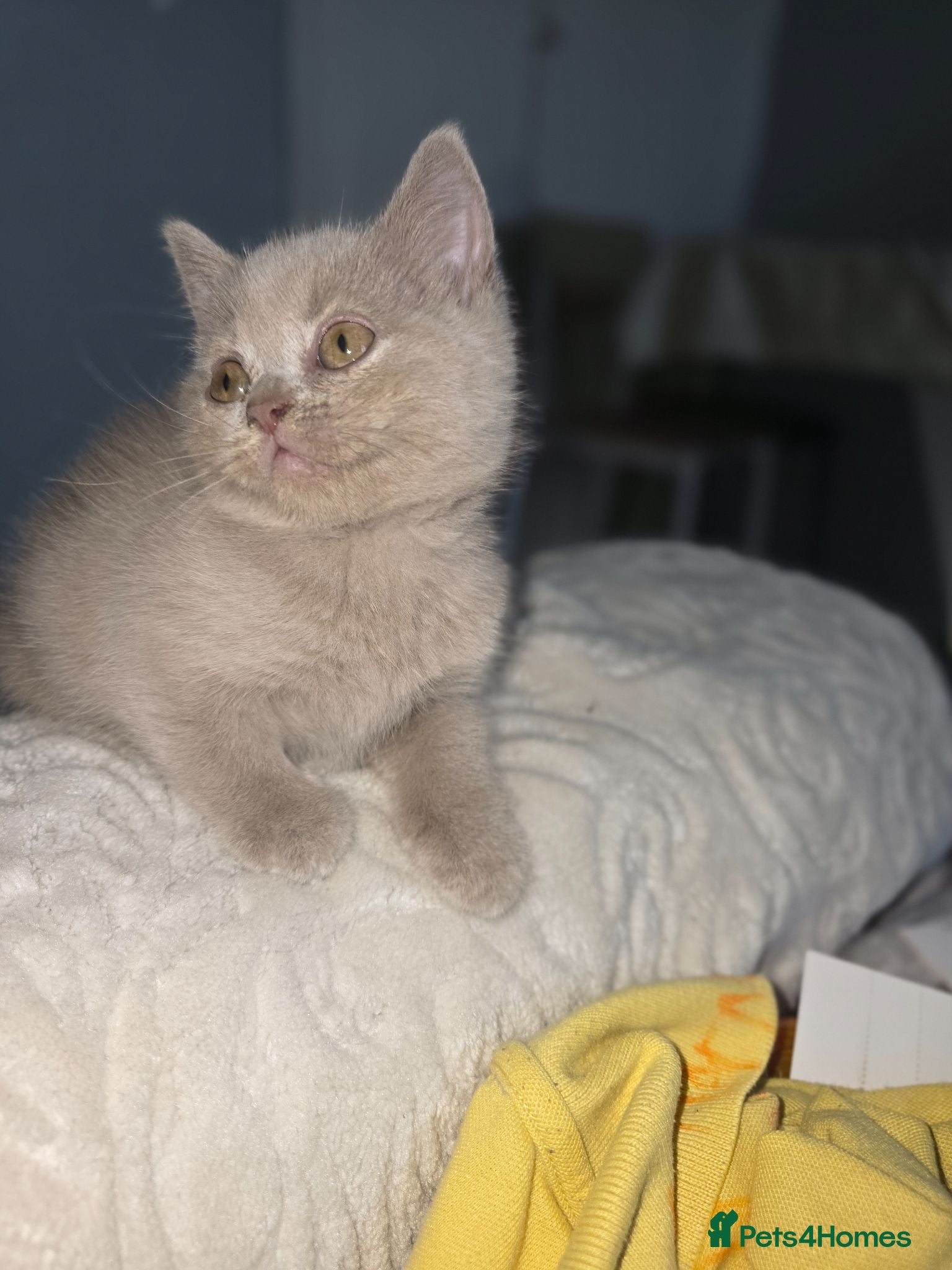 British Shorthair cats 5 Beautiful British Shorthair Kittens  - Advert 2
