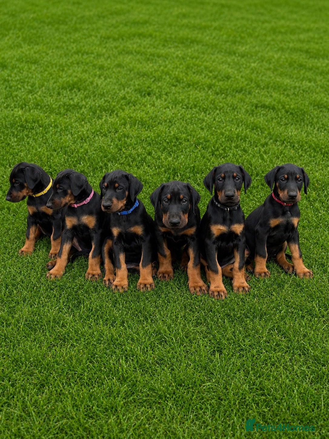 Dobermann dogs KC registered Dobermann puppies  - Advert 2
