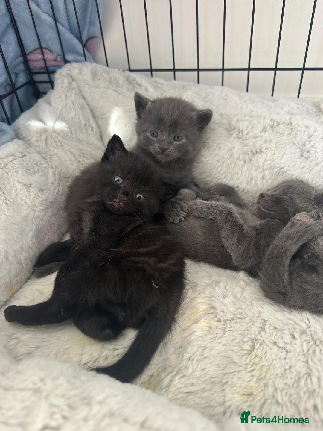 Mixed Breed cats for sale: Stunning black mixed British short hair  - Advert 1