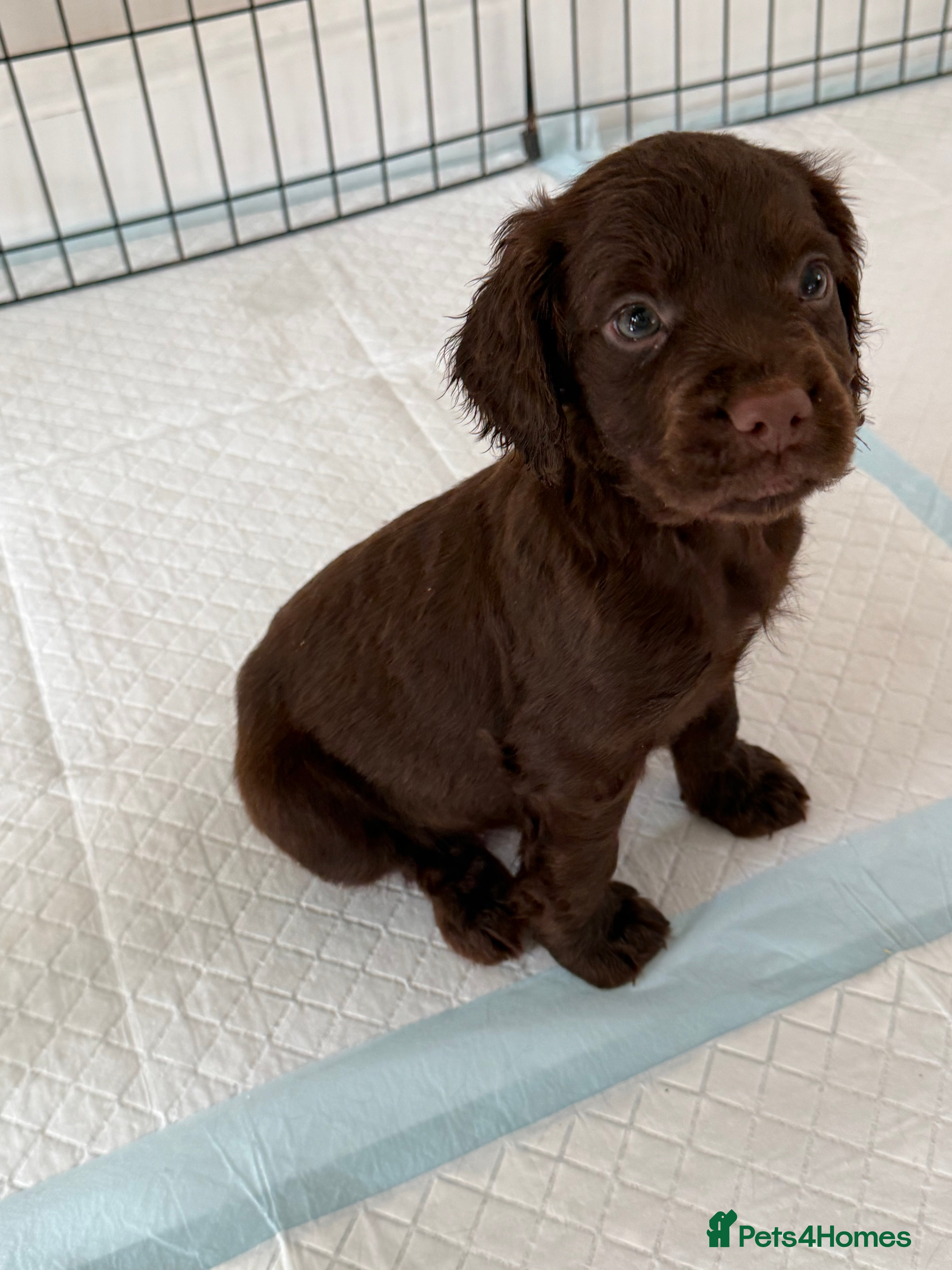 Cocker Spaniel dogs 1 boy available! Adorable litter of 6 puppies - Advert 15