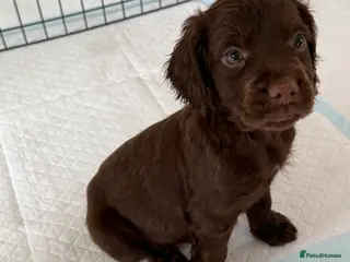 Cocker Spaniel dogs 1 boy available! Adorable litter of 6 puppies - Advert 15