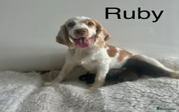 Cockapoo dogs for sale: f1 Cockapoos from extensive health tested parents  - Image 1