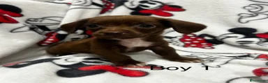Chiweenie 1