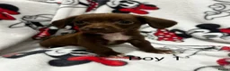 Chiweenie dogs for sale: Chieeenies now reddy for there new homes  - Advert 4