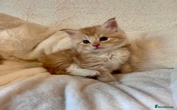 Maine Coon cats for sale: Maine coon kitten  - Image 23