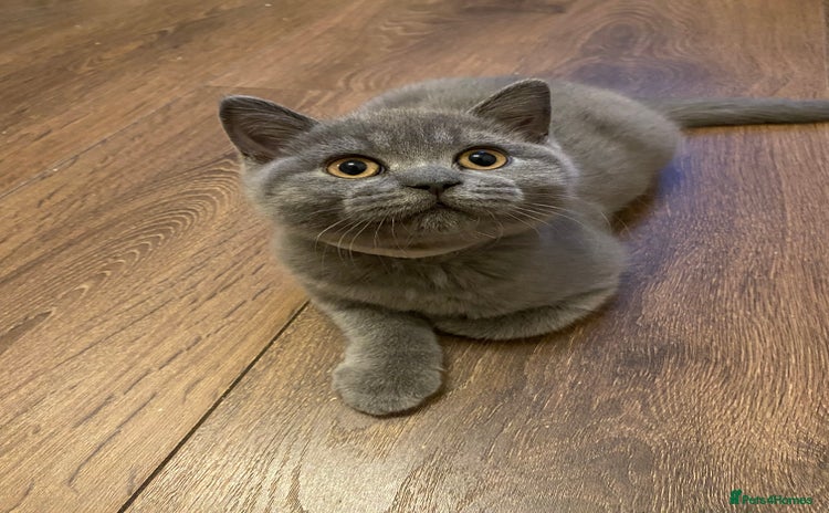British Shorthair cats - Advert 12