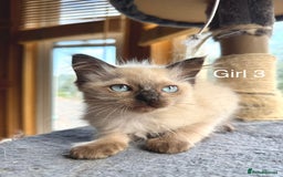 Ragdoll cats for sale: 4 beautiful ragdoll kittens  - Image 28