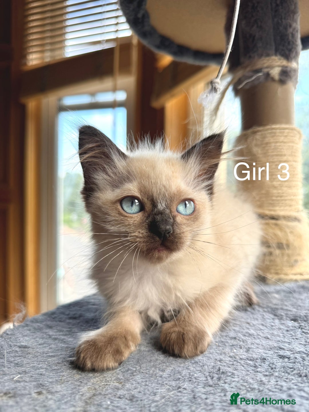 Ragdoll cats for sale: 4 beautiful ragdoll kittens  - Image 28