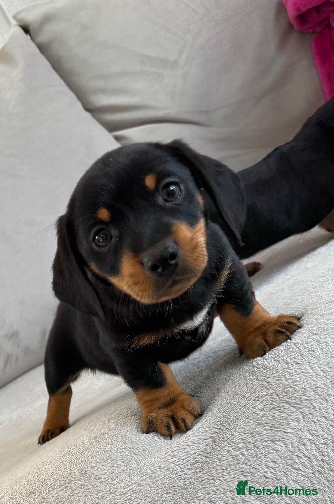 Mixed Breed dogs for sale: Beautiful Jackadac puppy’s ❤️ - Image 5