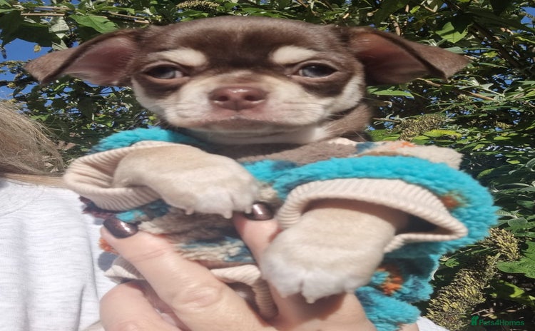 Chihuahua dogs - Advert 9