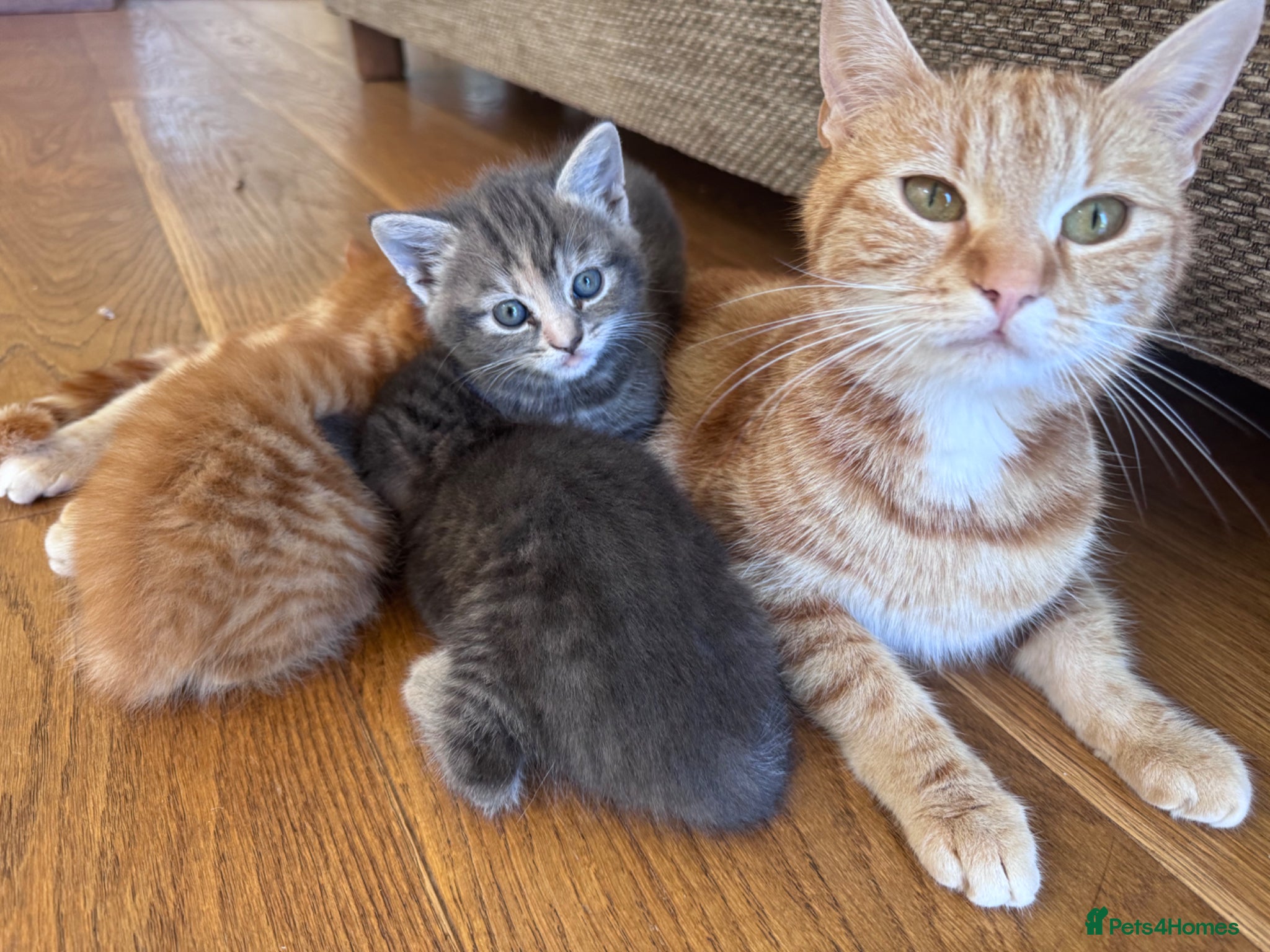 Mixed Breed cats for sale: Gorgeous fluffy affectionate kittens  in Cirencester - Advert 10
