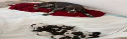German Shorthaired Pointer dogs for sale: German Short Haired Pointer Puppies  - Advert 4